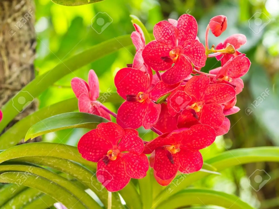Tige d'orchidée Vanda rouge